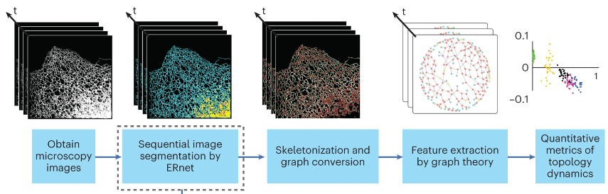 naturemethods's tweet photo. Out today from the Kaminski lab! ERnet, a state-of-the-art semantic segmentation method for the automatic classification of sheet and tubular ER domains. https://t.co/IL0gmYKcVI https://t.co/fOZt8BQyVa