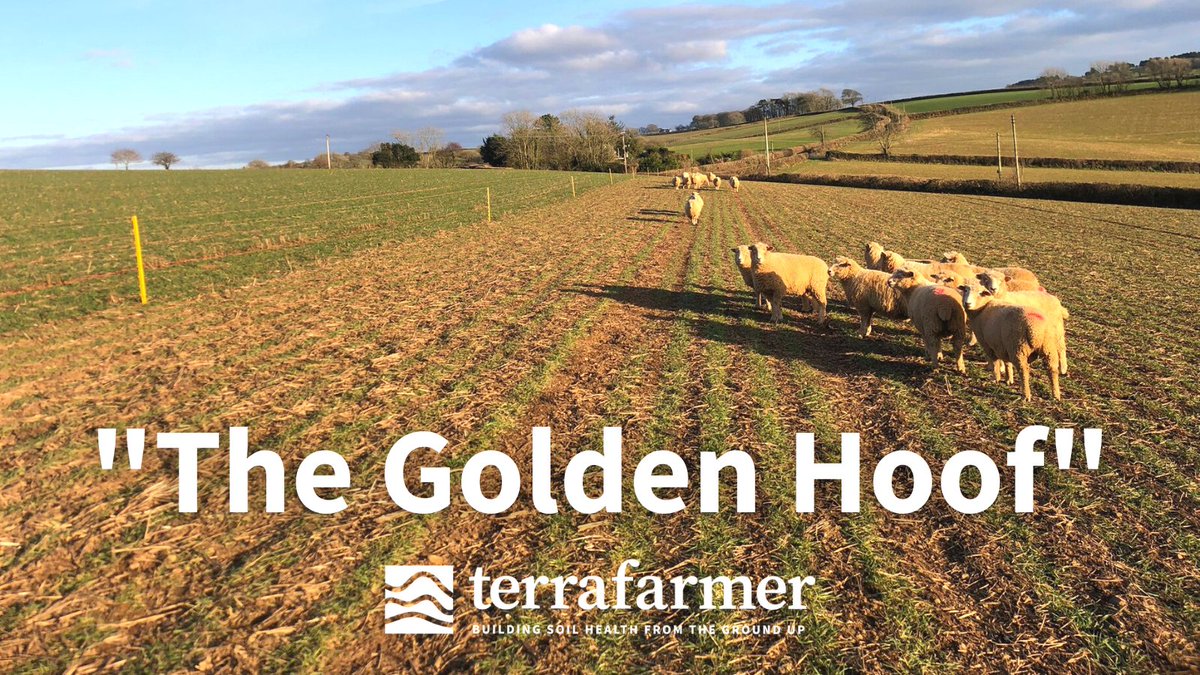 TerraFarmer_Ag's tweet photo. @hanslope @richardpayne94 Thought this might be of interest! TF’s Anthony Ellis is a 'Monitor Farm' with the #FarmNetZero project, grazing 25 sheep on 1ha wheat as part of an ongoing trial to get some data on 'the goldern hoof'🐑👍 https://t.co/KP2RN4lk9W #GoldenHoof #harvest23 #arableUK @realcornishtone https://t.co/dB5gPpMMkP