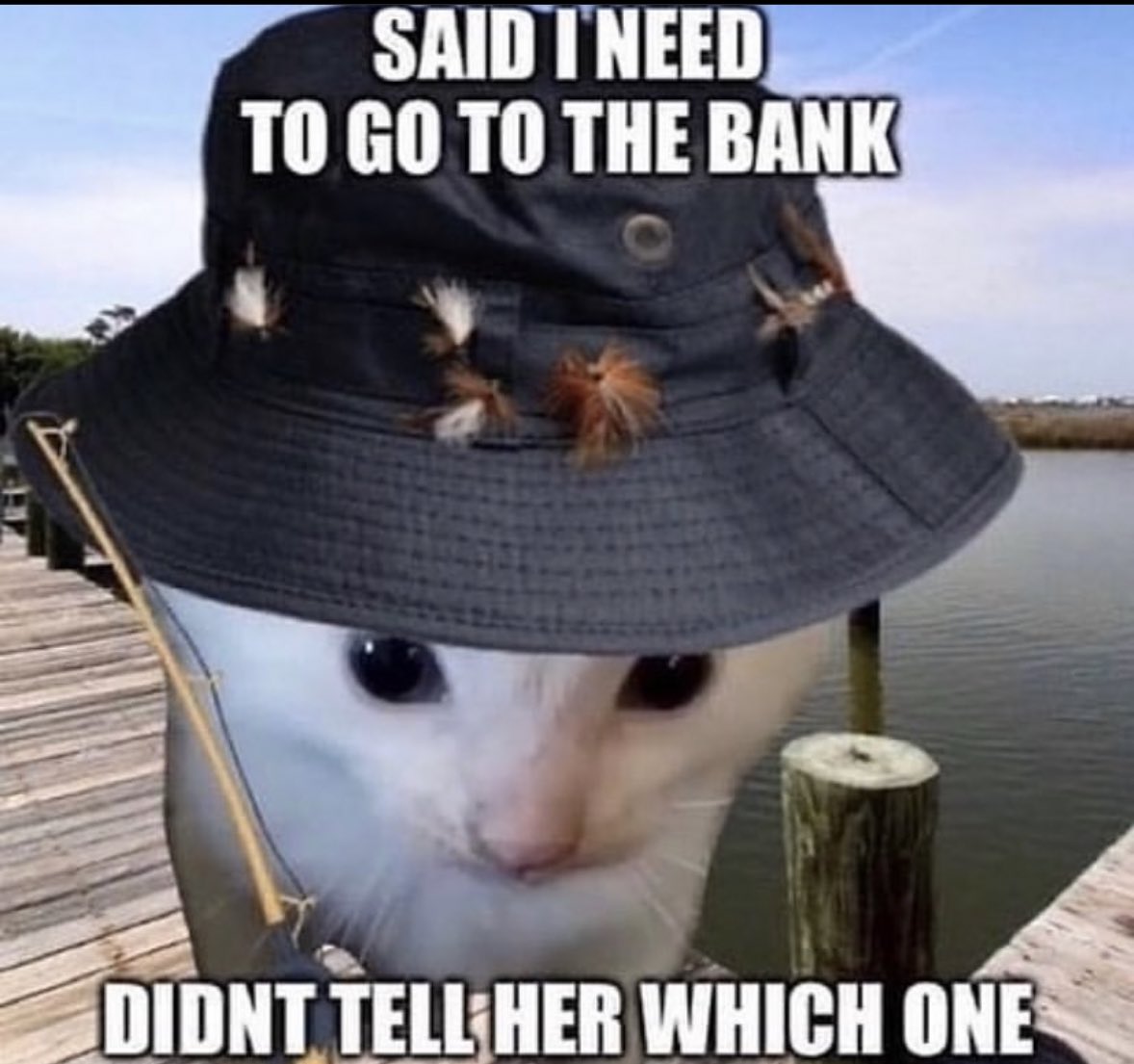 literallymecats tweet picture