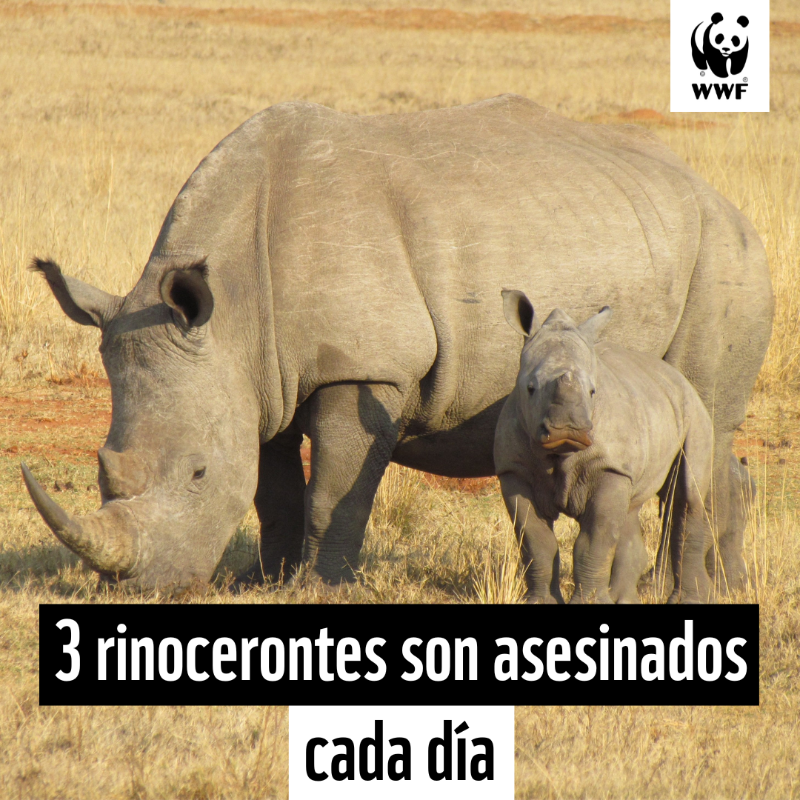 WWFespana's tweet photo. La avaricia de algunos humanos ha llevado al rinoceronte al borde de la extinción. Te contamos el por qué ⤵️