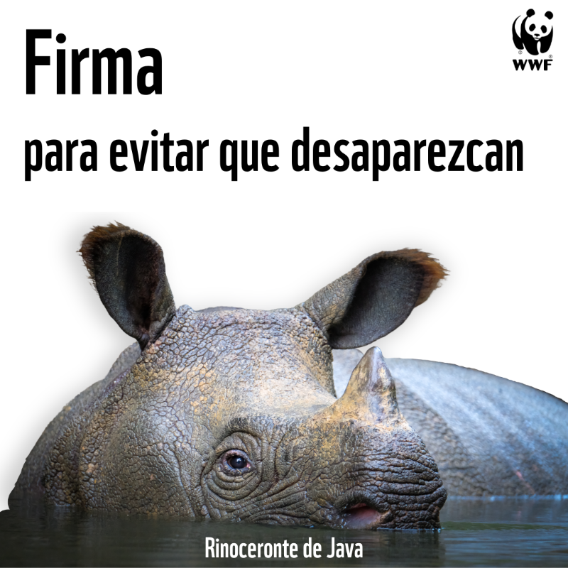 WWFespana's tweet photo. ¿Sabías que las poblaciones de algunas subespecies de rinoceronte como el de Java o el de Sumatra no superan los 80 ejemplares 😟? La caza furtiva es una de sus principales amenazas.