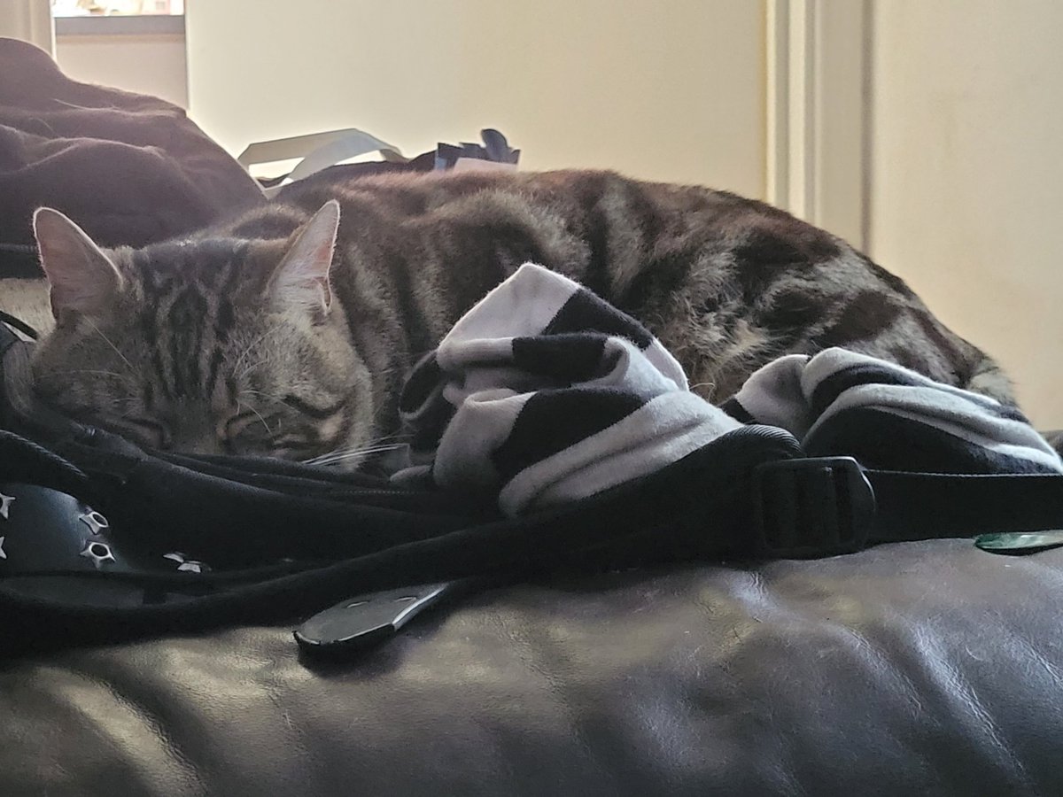 Sparky (big boye type) tweet media