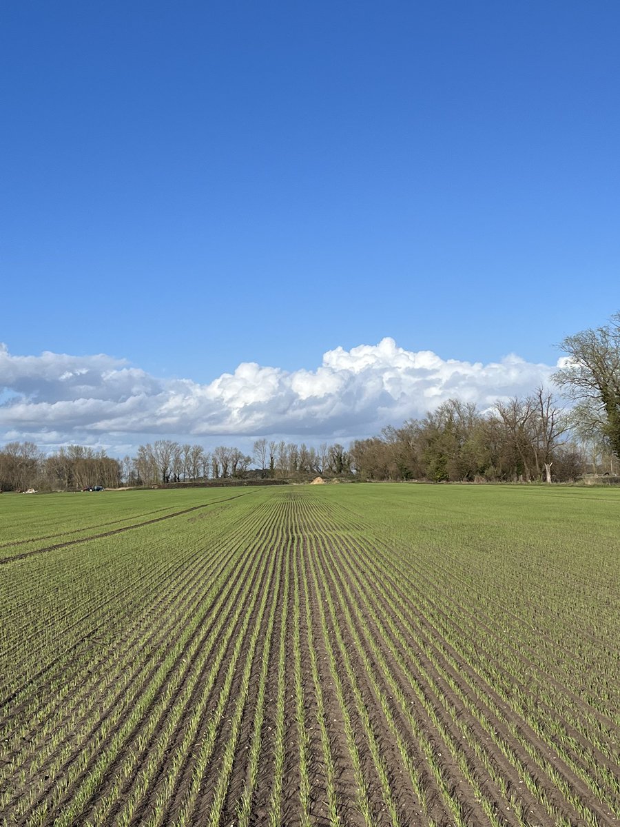 Benjonas7722's tweet photo. My first crop of spring wheat looking the picture behind pigs cheers @JonnyStorey3 for drilling it https://t.co/PPnzMZsOaw