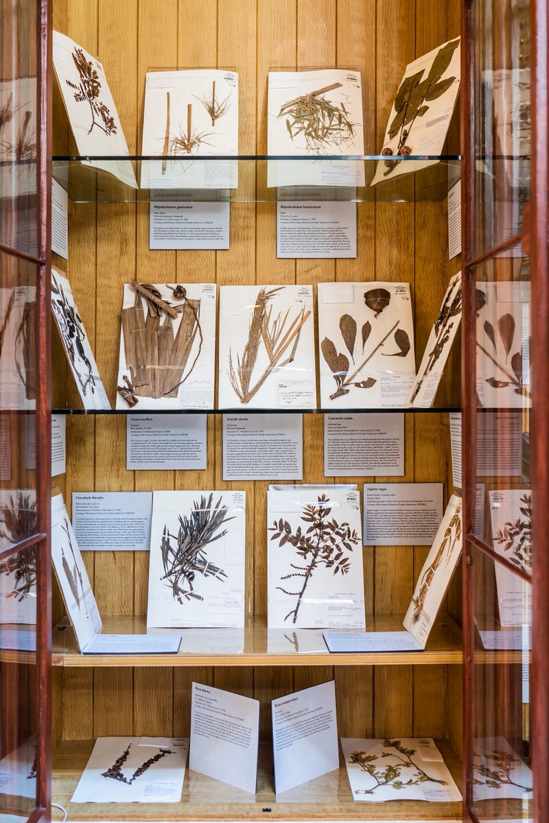 #BotanicalResonance March 31 is the final day to see this exhibition on plants and sounds in the Garden! This show was the first to explore how humans use plants to make instruments around the world; the herbarium specimens pictured here feature plants used in the Americas.