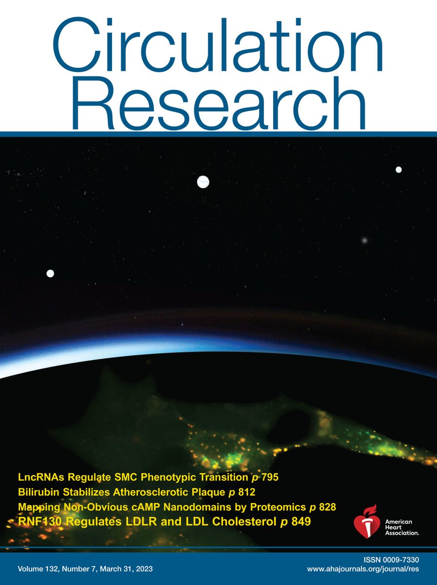 Circulation Research (@circres) on Twitter photo <a href="/CircRes/">Circulation Research</a> March 31st Issue is Out! ahajrnls.org/3wPOBJJ
Cover: RNF130/GOLIATH regulates abundance & availability of the LDLR (green) at the plasma membrane by ubiquitinating LDLR causing redistribution away from the membrane & decreased LDL uptake (red/merge). <a href="/CircRes/">Circulation Research</a> March 31st Issue is Out! ahajrnls.org/3wPOBJJ
Cover: RNF130/GOLIATH regulates abundance & availability of the LDLR (green) at the plasma membrane by ubiquitinating LDLR causing redistribution away from the membrane & decreased LDL uptake (red/merge).