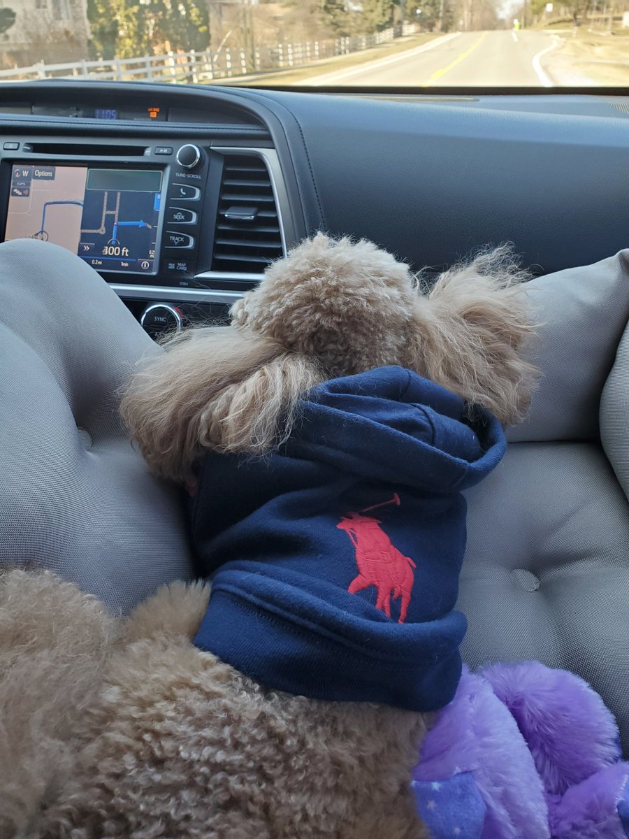 Lori Pinson Fox 2 (@loripinsonfox2) on Twitter photo Road tripping! #puremichigan #puppylove #ToyPoodle #dogsoftwitter #RalphLauren #hoodie #roadtrip <a href="/FOX2News/">FOX 2 Detroit</a> Road tripping! #puremichigan #puppylove #ToyPoodle #dogsoftwitter #RalphLauren #hoodie #roadtrip <a href="/FOX2News/">FOX 2 Detroit</a>