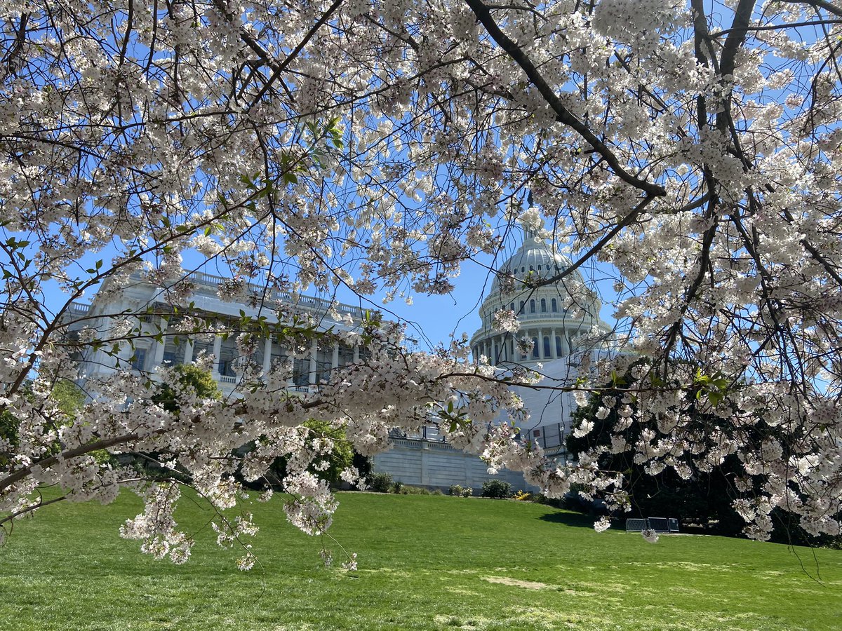 Cherry blossoms - mostly posted for <a href="/craigalyons/">Craig Lyons</a>