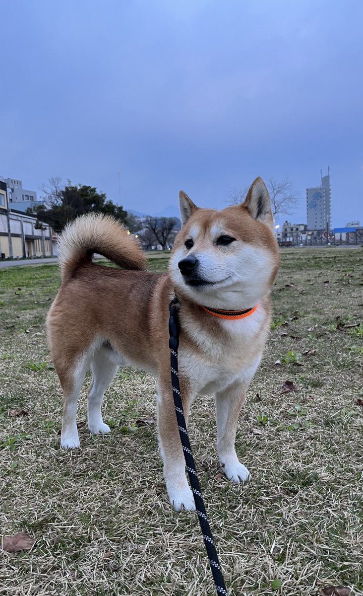 #結婚記念日 
#柴犬 #shibainu #犬 #dogs 

父母へ

いつまでも仲良く
健康で長生きしてね🍀 https://t.co/5c3zxbPImE