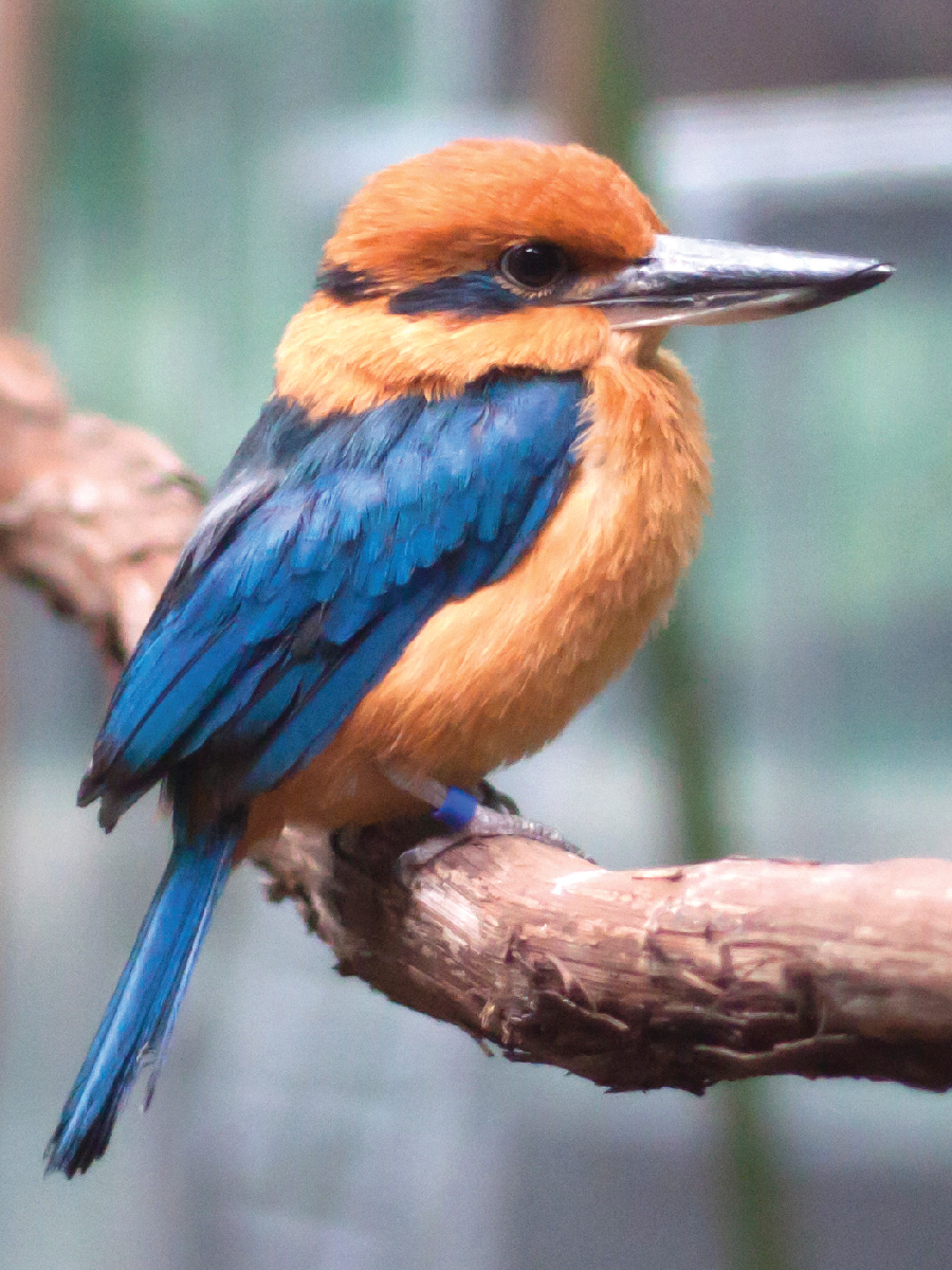 stlzoo's tweet image. Extinct in the wild– but not gone forever. Only two species of Guam’s forest birds, the kingfisher and the rail, survive today, and only because of the actions of zoos around the world. Learn more on our Facebook page today! #ReverseTheRed 📸: Kingfishers
