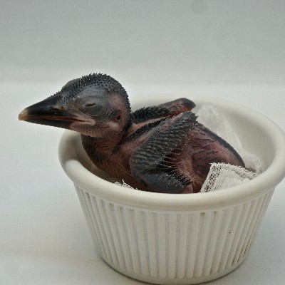 stlzoo's tweet image. Extinct in the wild– but not gone forever. Only two species of Guam’s forest birds, the kingfisher and the rail, survive today, and only because of the actions of zoos around the world. Learn more on our Facebook page today! #ReverseTheRed 📸: Kingfishers