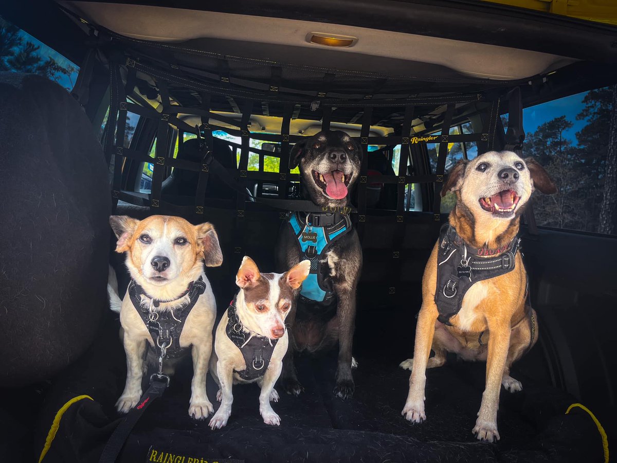 RainglerNets's tweet photo. Get ready for summer travels with a set of nets from Raingler! Barrier, cargo, and roof rack nets keep your items secure and organized, your passengers safe, and your dogs contained. Visit our website to buy now: https://t.co/0aL1kMliXS #barriernets #summervacation #cargonets https://t.co/evpS1P2EnG