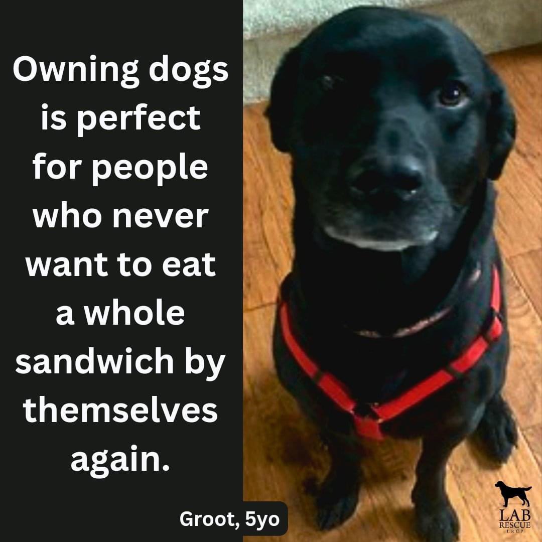 LabRescueLRCP's tweet image. 🥪🖤