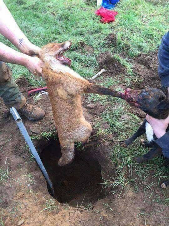lustjagers's tweet photo. RETWEET !!! ALARM !!! Vanaf nu hebben vossen jongen. Ook in ons land worden nu diverse vossenhaters actief om zoveel mogelijk vossen (concurrenten) op gruwelijke wijze te elimineren . Wees op je hoede, maak foto's, noteer kentekens en geef het aan ! Dit MOET stoppen ! #TeamVos https://t.co/lsqSYfo9Pp