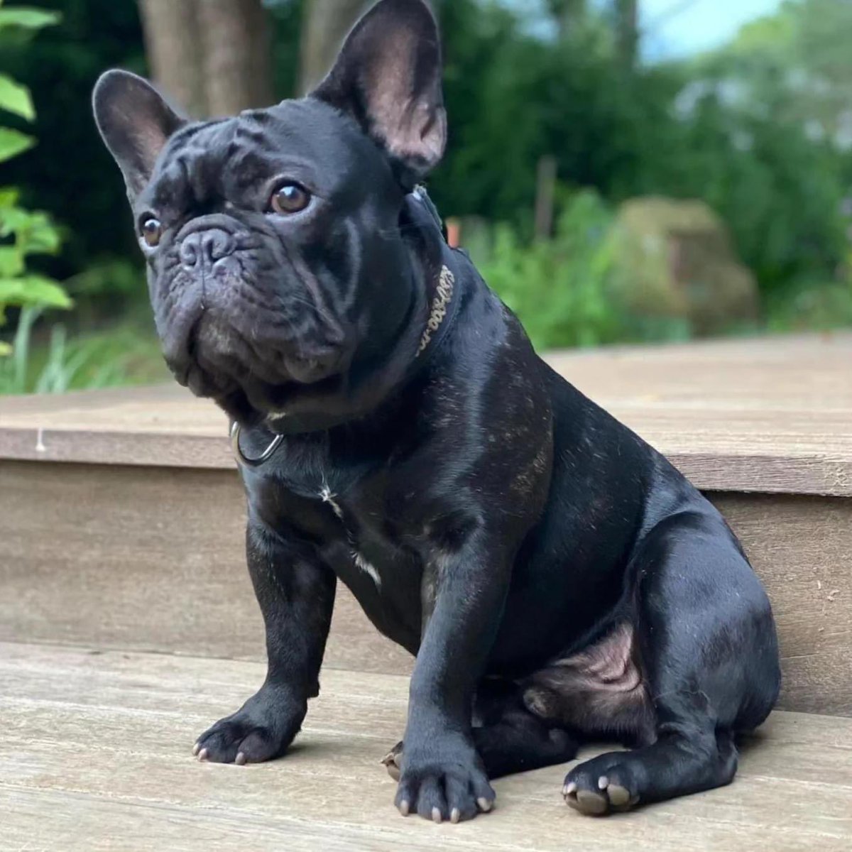 MissingFrenchie's tweet image. “MILES” - MISSING FRENCH BULLDOG IN PASADENA CA

REQUIRES MEDICAL CARE ASAP. 

Family is DESPERATE to find him. 

#frenchbulldog #frenchbulldogs #MissingDog #LostDog #Frenchie #frenchies #Pasadena 
@PasadenaGov @PasadenaPD @PasStarNews @PasadenaCAPatch @PasadenaHumane
