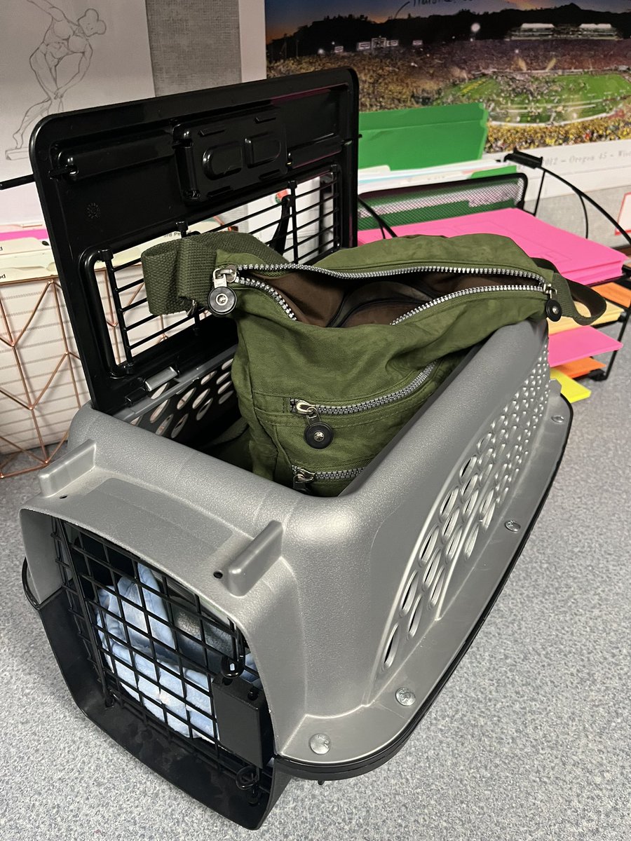 “Anything but a Backpack” day for color wars - our cat carried worked just fine. 😜