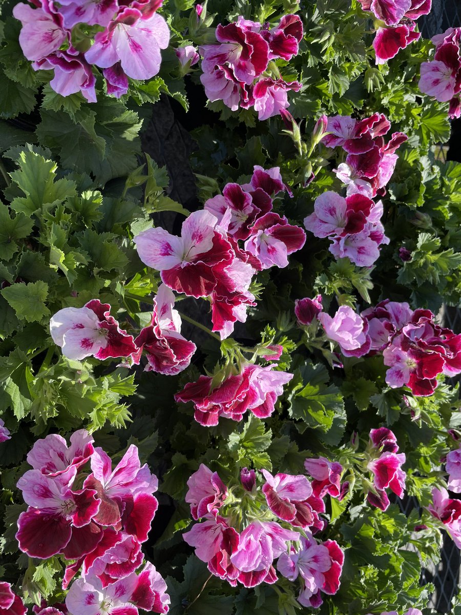 PPSLinda's tweet photo. HD3637 Hendersonville #regal #geranium @PPSinHD @pps_s_atlantic @S_Atlantic_PPS @Stephen_E_Camp @BobbyBoaenTHD @PPScatwilson https://t.co/pbfUEQdG9s