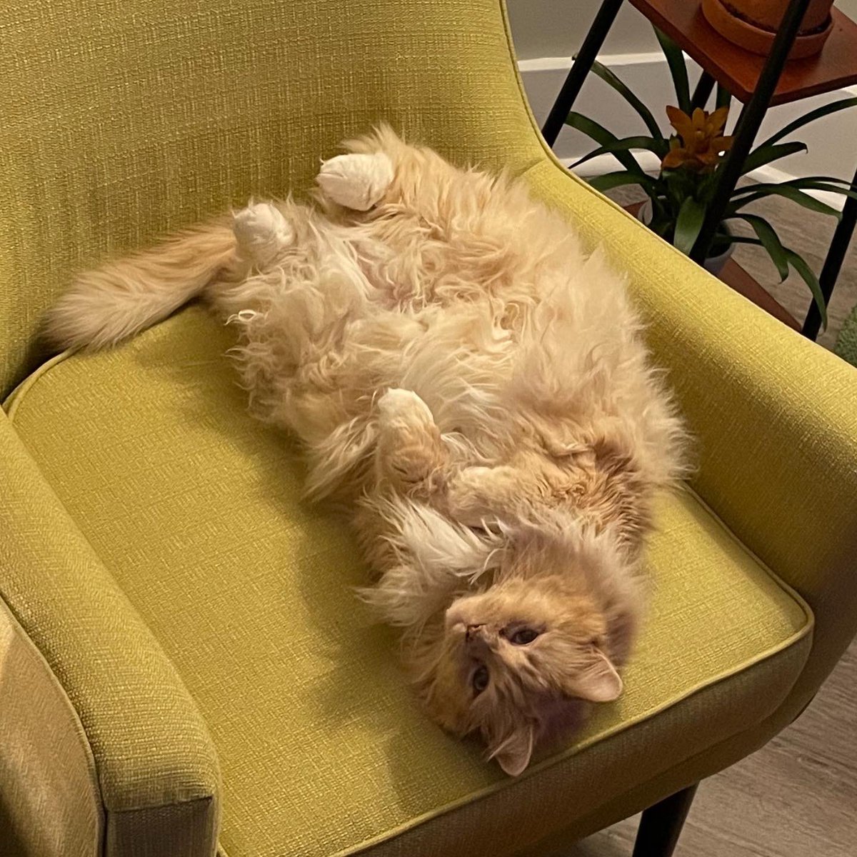 erinburnsred's tweet photo. @poorlycatdraw Would love a rendition of my big boy 🥺 https://t.co/83XZMmxElC