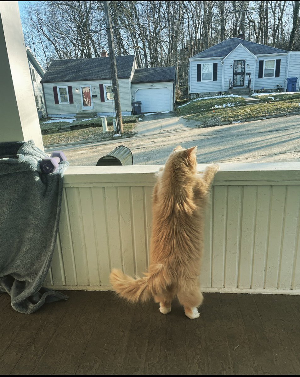 erinburnsred's tweet photo. @poorlycatdraw Would love a rendition of my big boy 🥺 https://t.co/83XZMmxElC