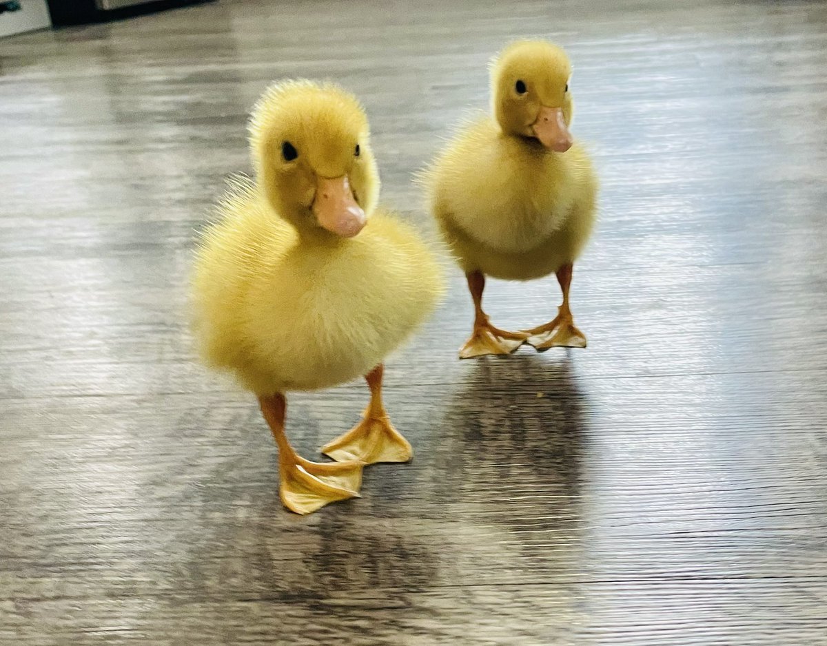 A month ago these two were alone in a snowstorm ( lord knows how), and now they are my floofs. No names yet, just floof 1 and floof 2 🥰 
#Ducks #ApartmentFarm 😬😂