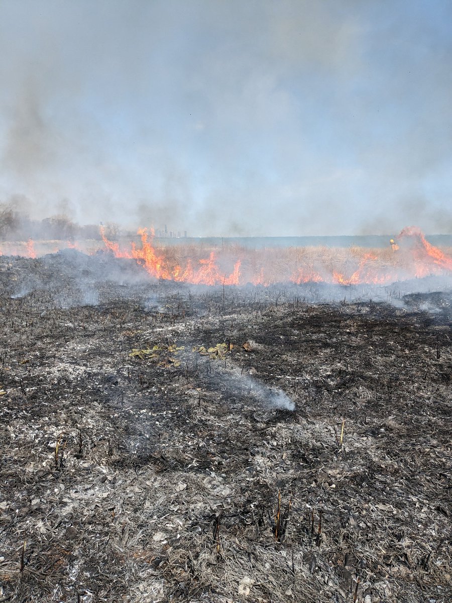 susannahribs's tweet photo. All the parks advocacy work I do is kind of a slog but the payoff is when you get 1 hour's notice of a prescribed burn at the #SouthShoreNatureSanctuary &amp; drop everything to show up and follow along. https://t.co/uC4dH4eRXQ