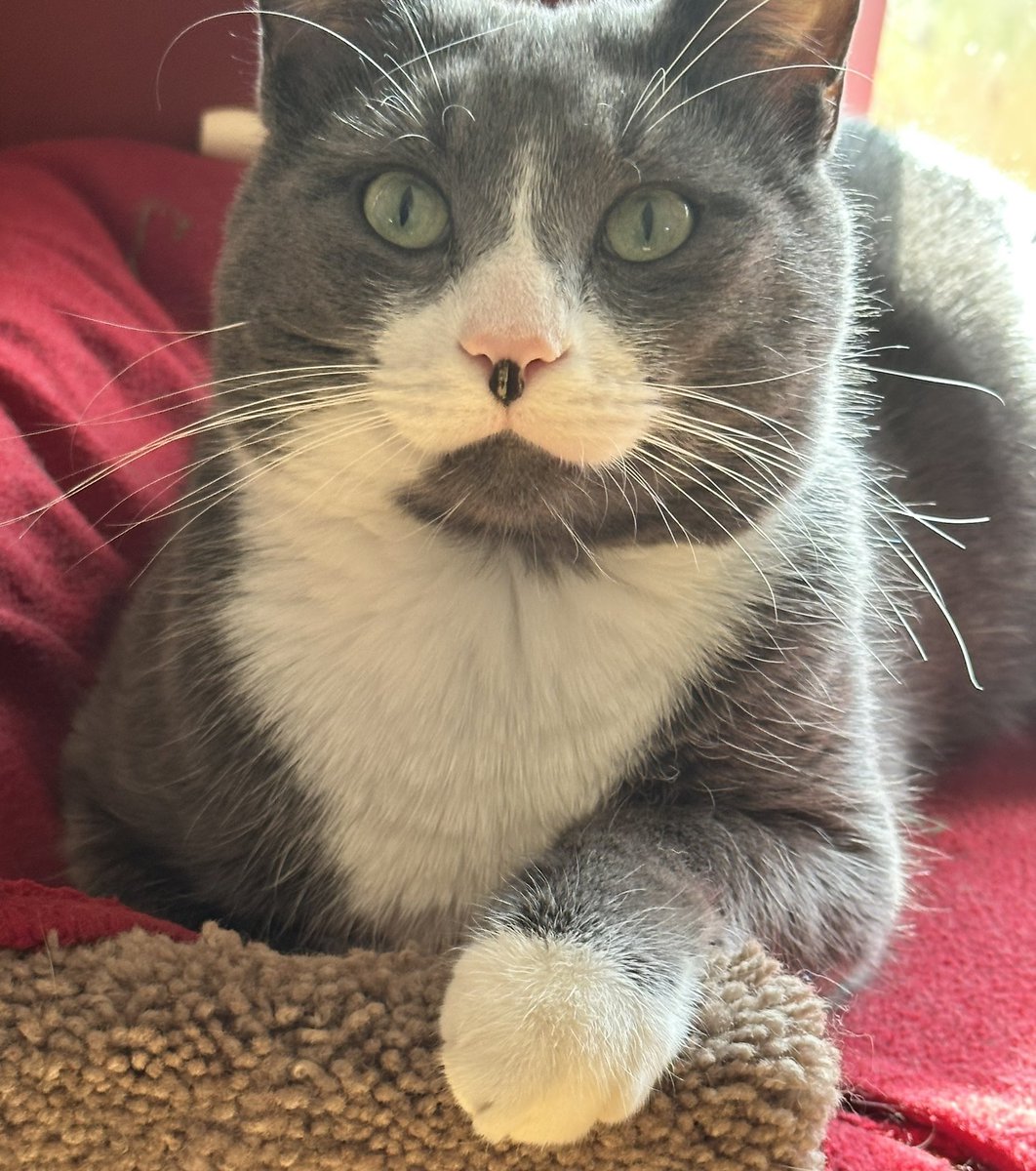 alex12204's tweet photo. @polinium My cat looks like your cat!! https://t.co/bYjtqJXKE0