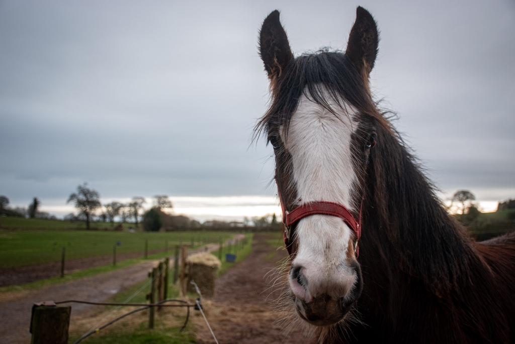 A very inquisitive Ben Lui! 

#shirehorses #cheshireday