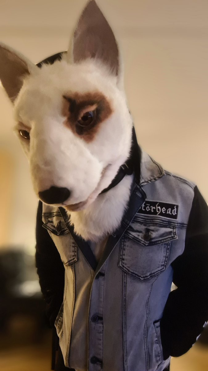 KenkoSW's tweet photo. Here it is!! And i love how it turned out, its my 2nd jeans hoody but 1st with band logo, super stoked about it π€π€©π€ #fursuit #metalfur #jeanshoodie #bullterrier #furryfandom https://t.co/drcifi1xt7