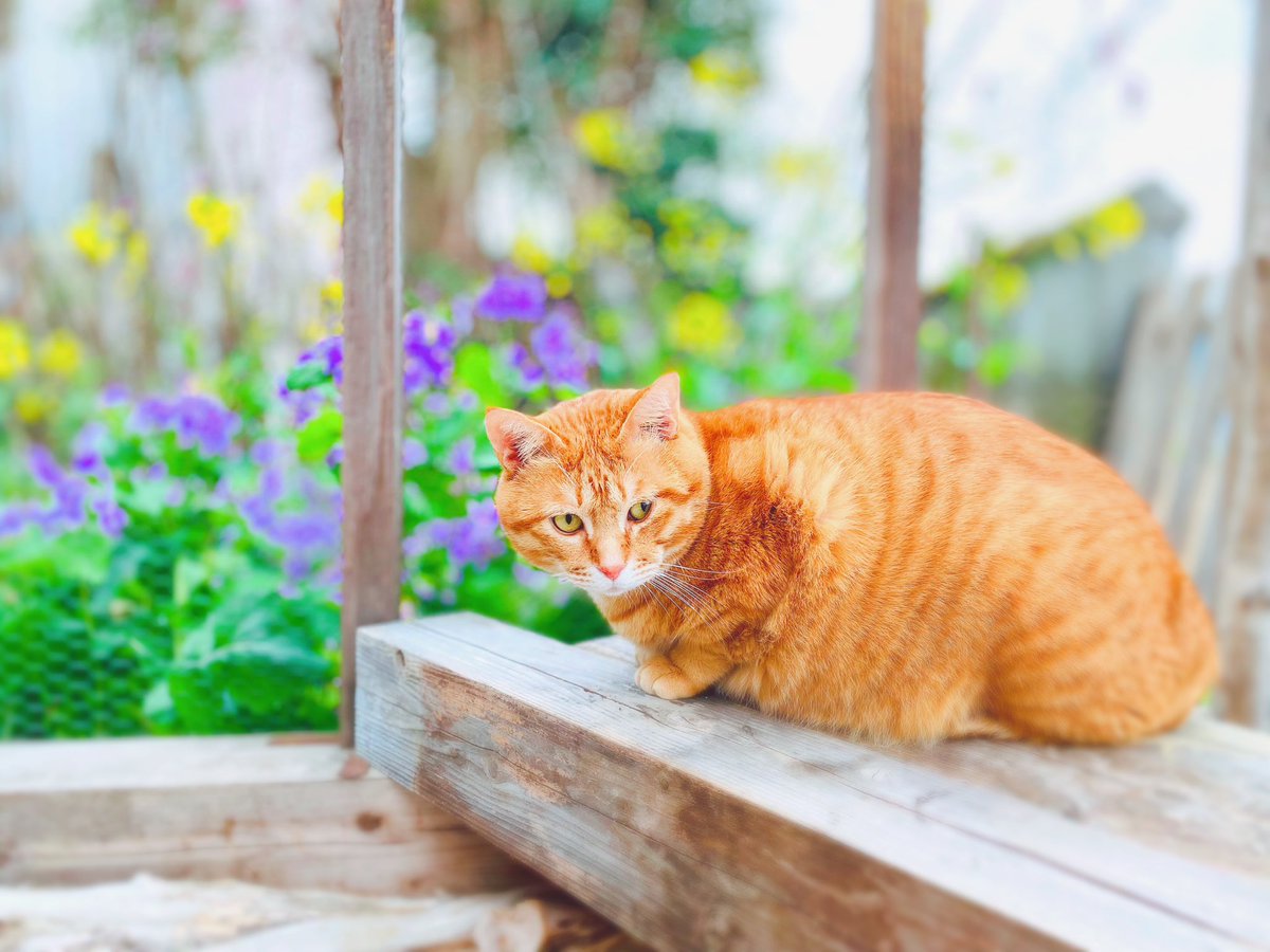 sen10teto's tweet image. おはようございます☀️
ほっぺのお肉に押されて
小さな目になってる猫です😽

たまちゃん💛♂ 6歳

 #小さな猫庭
 #キャティオ
 #catio
 #猫エイズ
 #猫エイズキャリア