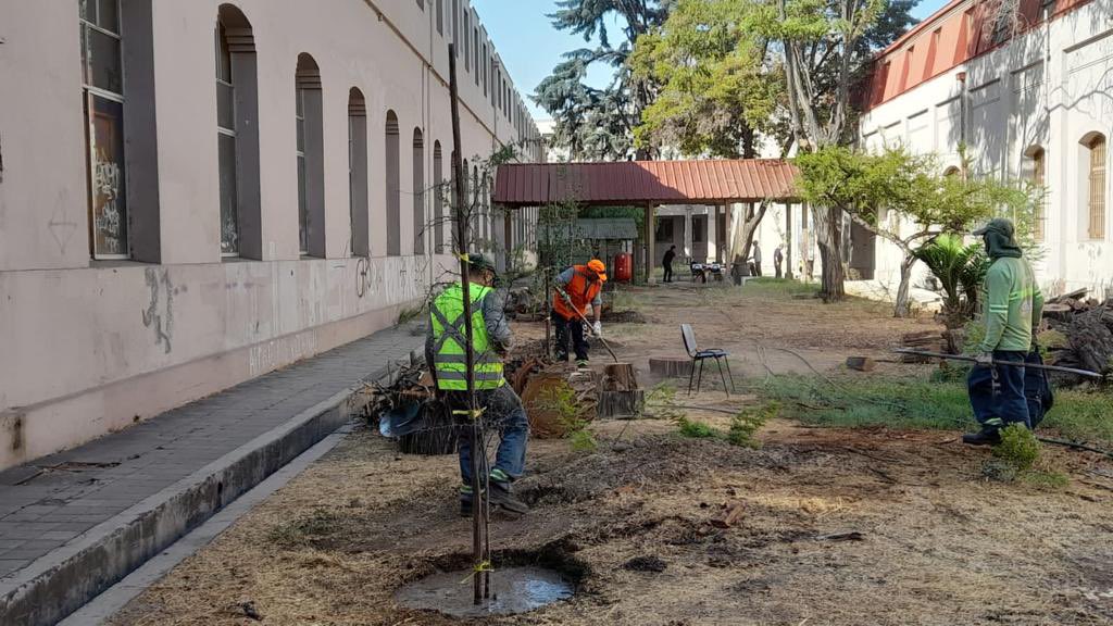 Muni_Stgo's tweet photo. El equipo de Parques y Jardines realizó la plantación de especies nativas en el INBA. Se trata de plantas como quillayes, peumos y espinos, entre otros, que fueron instalados en los patios del establecimiento con el objetivo de recuperar los espacios verdes 🌱🌿 https://t.co/7aWXhN3048