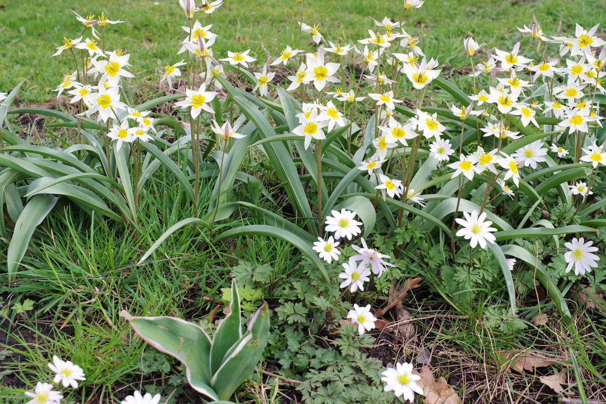 hartnell8's tweet photo. Walk around GibsideNT today, under the apple trees the multiheaded tulips, Tulipa Turkestanica and white Anemone blanda looked good together and the bee was pleased #MarvelousMarch https://t.co/KaKWSKxBZ7