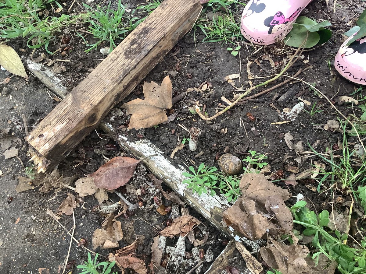 SomersEYFS's tweet photo. In our last ‘Welly Wednesday Walk’ of the term, we have been hunting for bugs. The moist ground and warm weather meant our Reception children found all kinds of creepy-crawlies! We looked under stones and bricks to find our mini friends. #EYFS #teamsomers https://t.co/bxL3yg0yyy