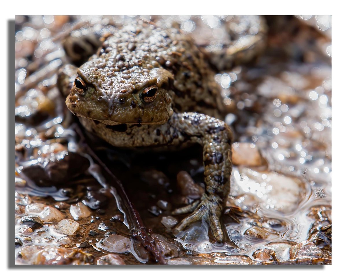 It’s that time of year again .. toad time #toads #amphibians #nature #naturephotography #healingpowerofnature #bute #isleofbute