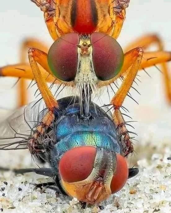 Macrofotografía de una mosca asesina succionando los músculos proteolizados de una mosca caquera (moscardón).