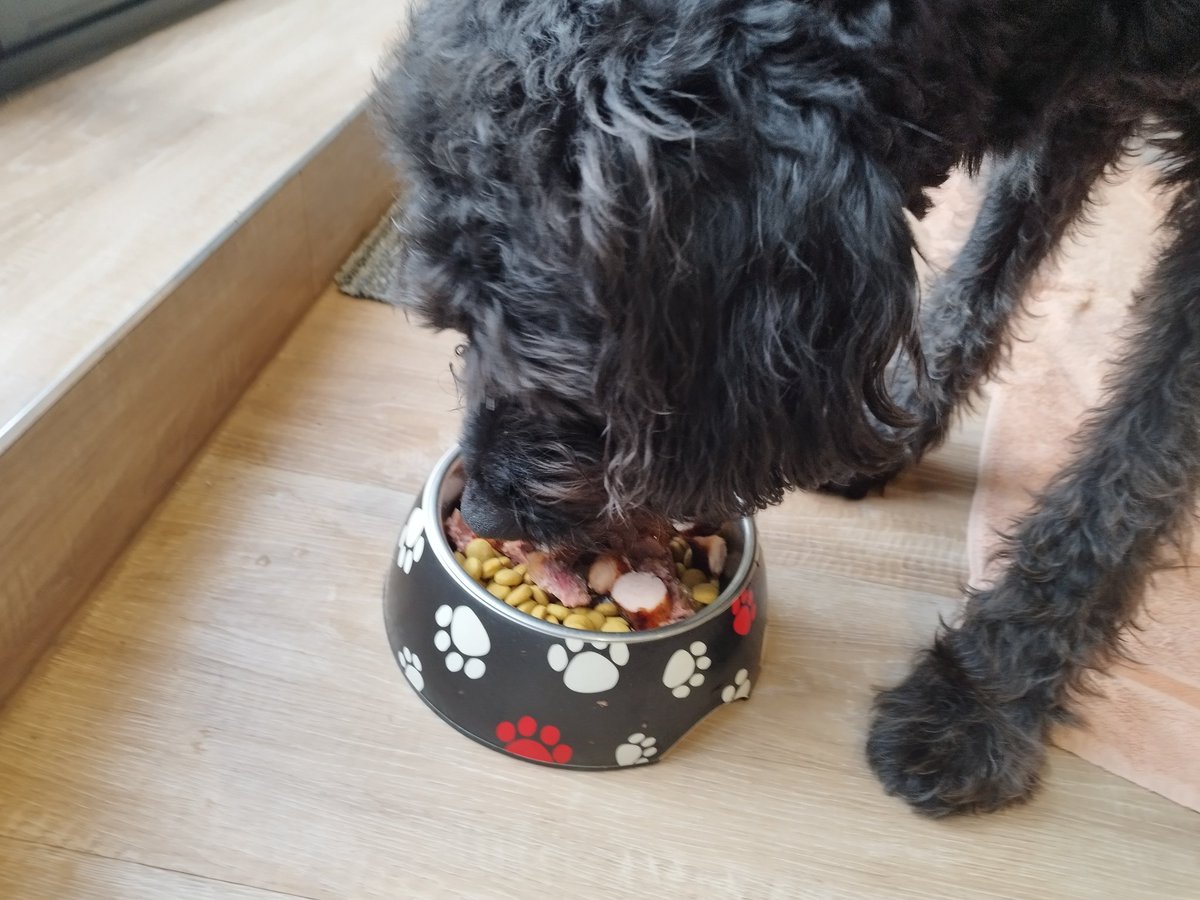 ZebedeeZebedog's tweet photo. Now I am Seven (!) A special day so I got birthday sausage with my dinner.  Yum yum. https://t.co/z89TTsTJeM
