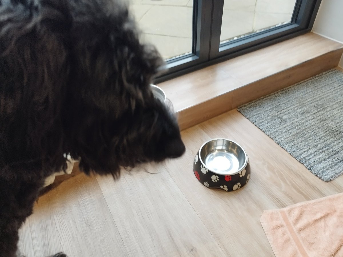 ZebedeeZebedog's tweet photo. Now I am Seven (!) A special day so I got birthday sausage with my dinner.  Yum yum. https://t.co/z89TTsTJeM