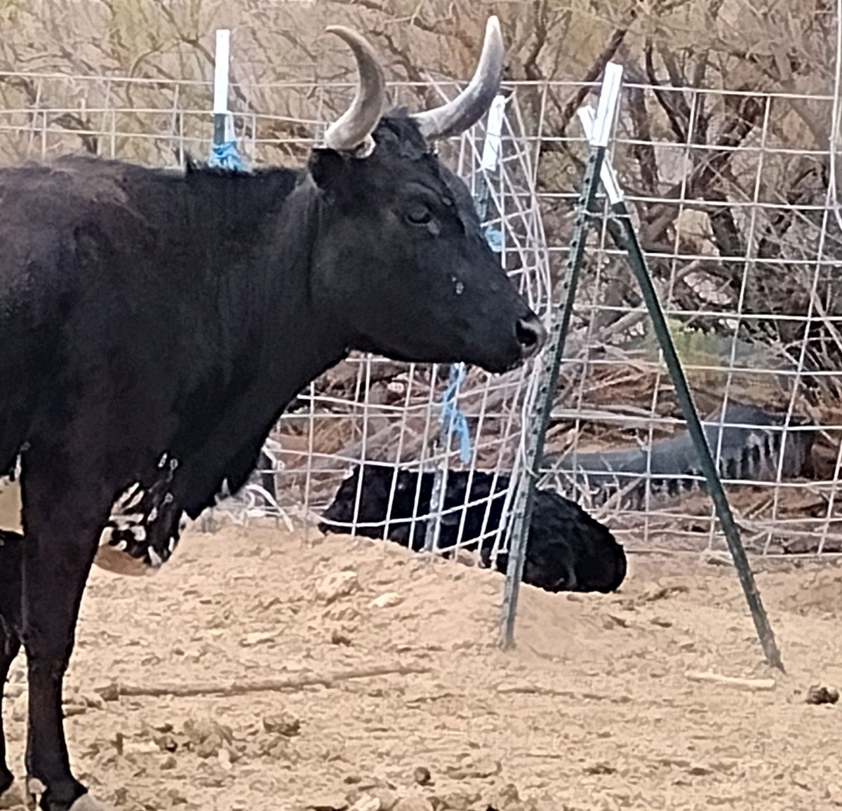 tb_cooper's tweet photo. Thelma has a new baby this morning π₯°π Almost didn't see the little one. #NewCalf #CorrienteCattle https://t.co/Re7SEtbdvm