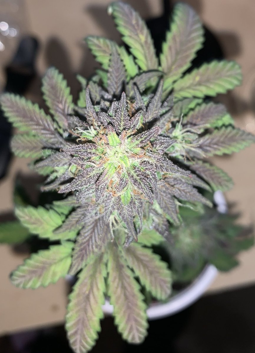 Quasimodo1087's tweet photo. I just wanna grow!
Seeds from https://t.co/3PMeGMSIp8
Code โQuasimodoโ for 15% off ya order
#GreenhandGenetics #Mmemberville #growyourown #JGYO #Homegrown #ogKushauto https://t.co/q7b85AnFB4