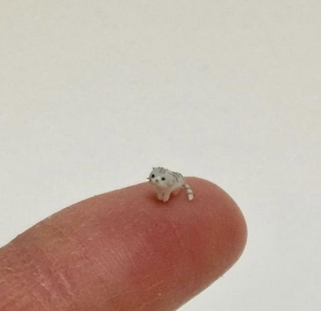 เอ้า นั่นเหมียวๆหนิ