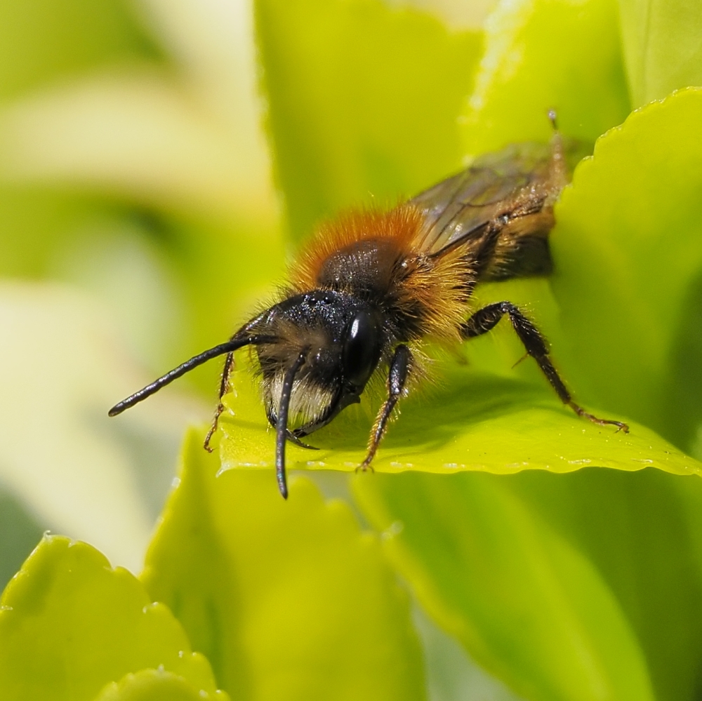 TwiePie's tweet photo. Eén zonnestraaltje en meteen twee wilde bijensoorten in de tuin!
#Vroege_wespbij en #Vosje 

#Early_Nomad_Bee
#Nomada_leucophthalma

#Tawny_Mining_Bee
#Andrena_fulva

#wildebijen
#wildbees
@waarneming
@Solitairebijen https://t.co/0XrVOaKhXq