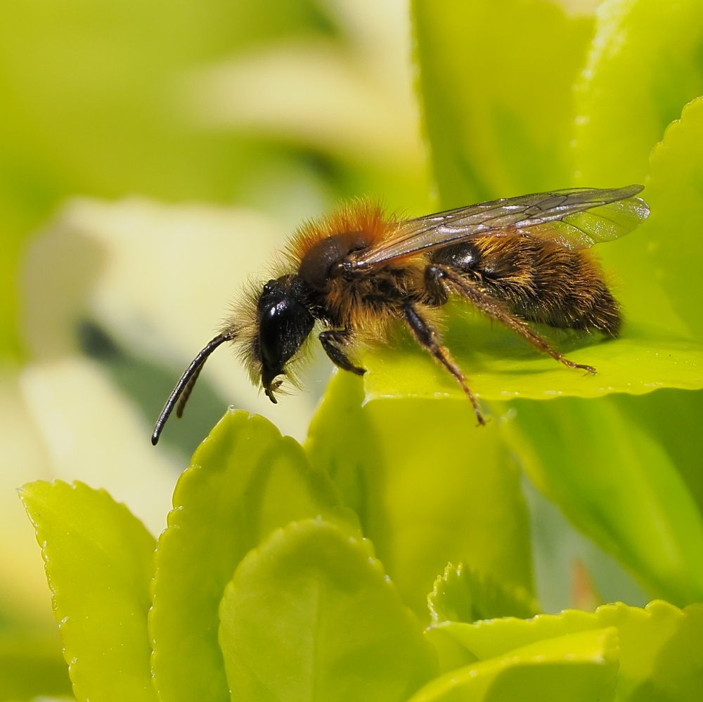 TwiePie's tweet photo. Eén zonnestraaltje en meteen twee wilde bijensoorten in de tuin!
#Vroege_wespbij en #Vosje 

#Early_Nomad_Bee
#Nomada_leucophthalma

#Tawny_Mining_Bee
#Andrena_fulva

#wildebijen
#wildbees
@waarneming
@Solitairebijen https://t.co/0XrVOaKhXq
