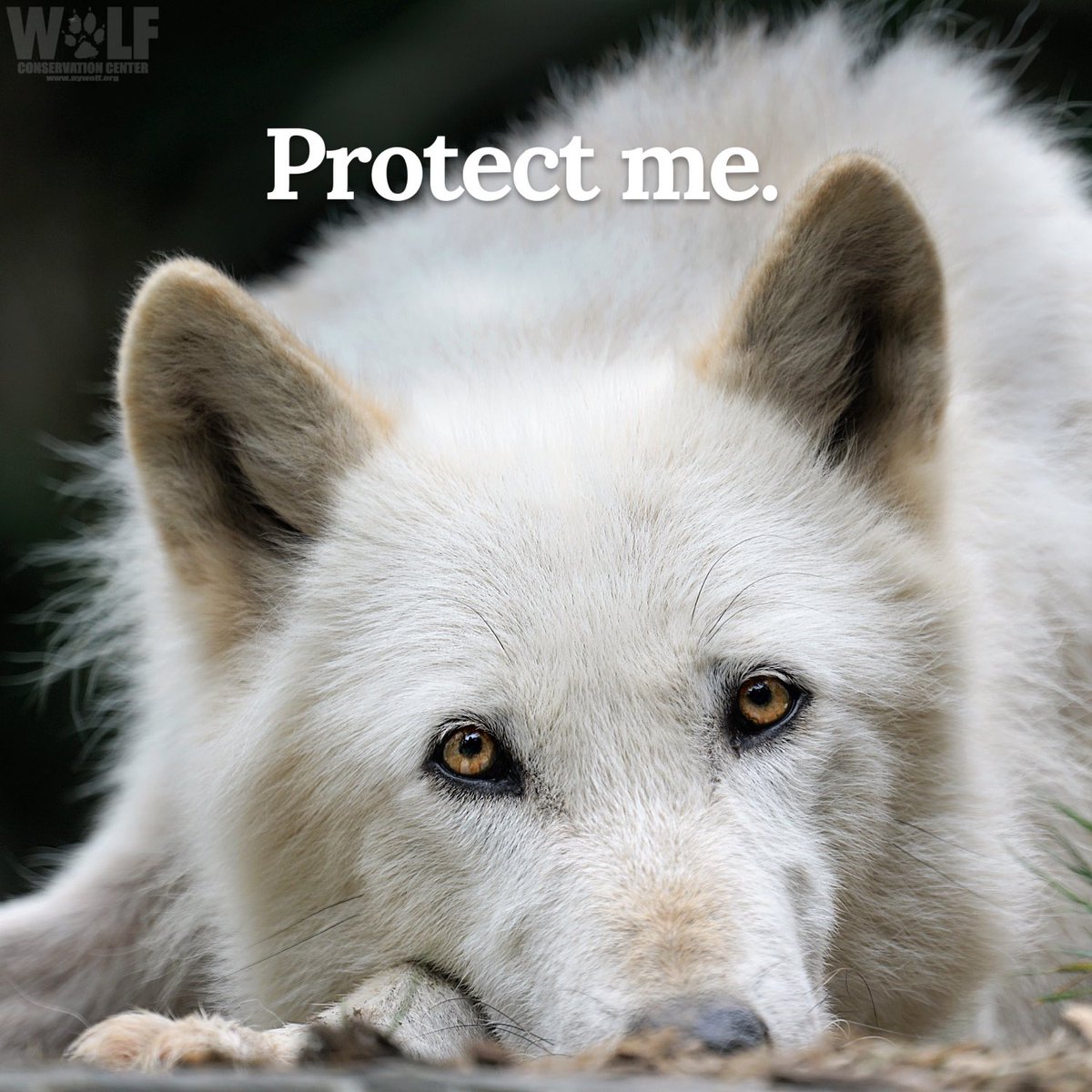 GuaciraRibeiro's tweet image. These eyes! #RelistWolves Please somebody in power #RelistWolvesNow