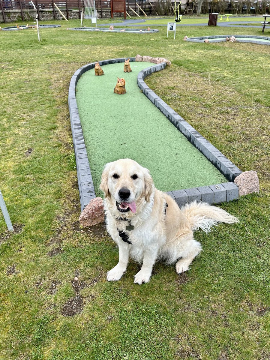 Who’s for a game of crazy #golf ⛳️ #golflife #golfing #golfinglife #golfbabes #golfbabe #golfer #golfer