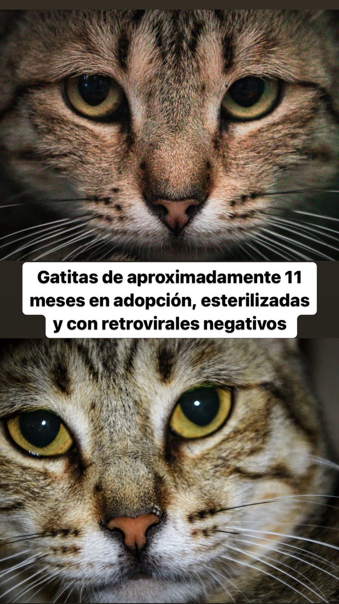 vito_azua's tweet photo. #AdoptaNoCompres #adopta #AdopcionResponsable https://t.co/pugrqwWum3