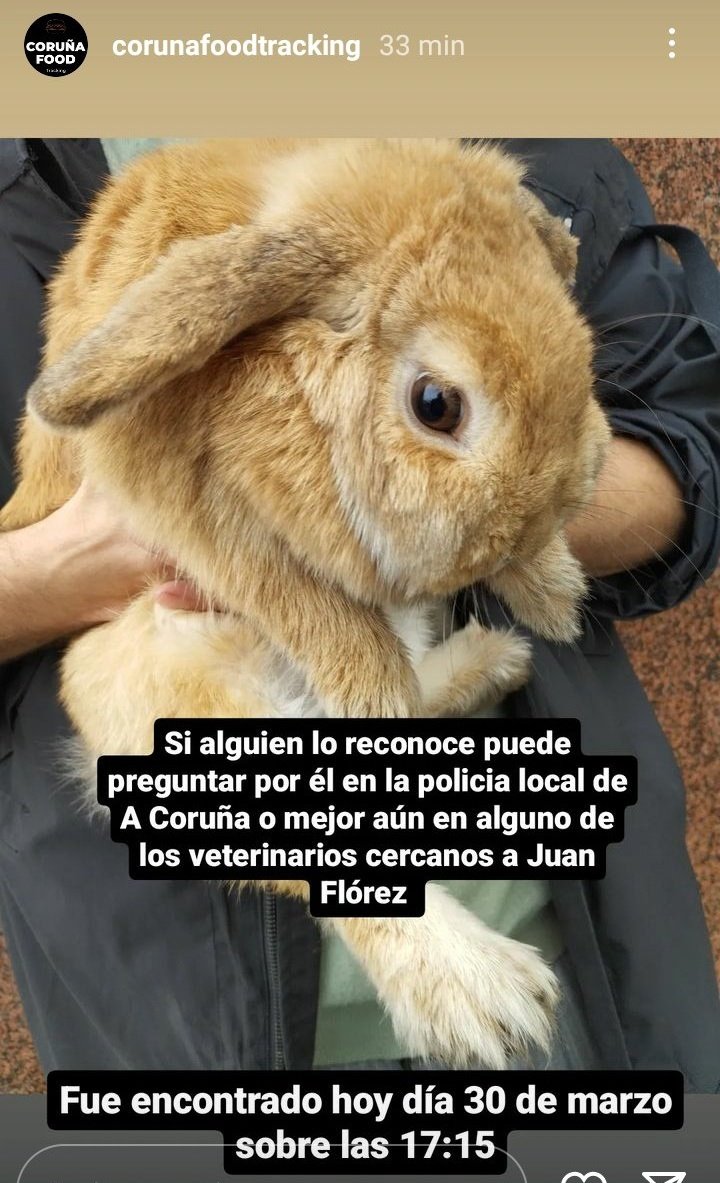 #Coruña - Se busca al dueño del conejo 🐰