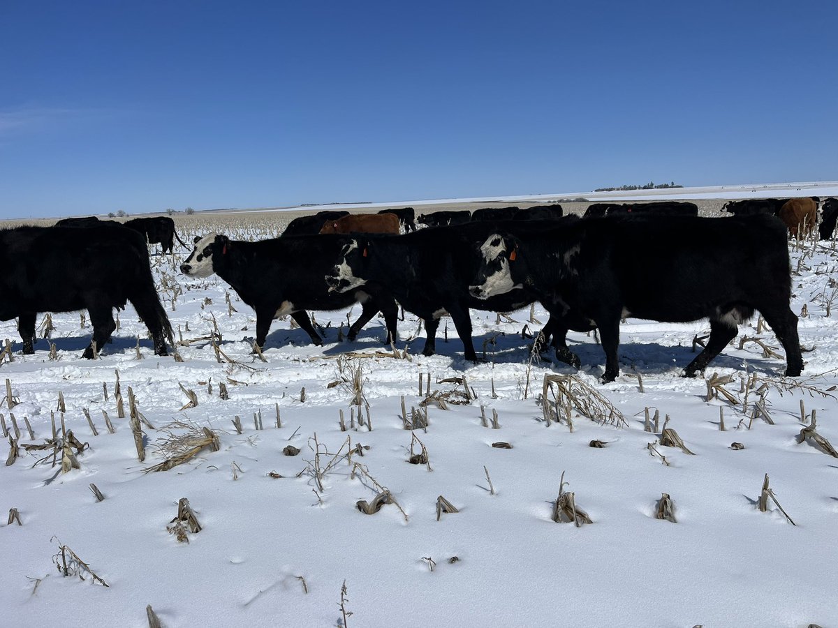 We kept the cowherd out grazing this winter. 

I got called some names by the coffee shop crowd but overall we’re pleased with the results.