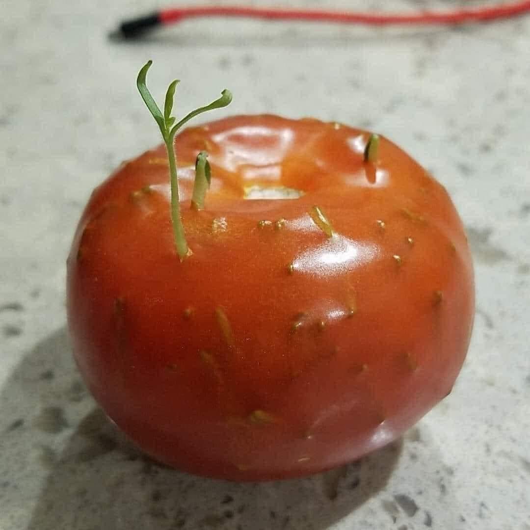 Esto que ves aquí, es un tomate que ha entrado en fase de vivíparia, es decir, la germinación de sus semillas se comienza a dar dentro del pericarpio del mismo tomate bajo condiciones que le favorezcan. Los nutrientes que reciben estas semillas provienen del mismo fruto.