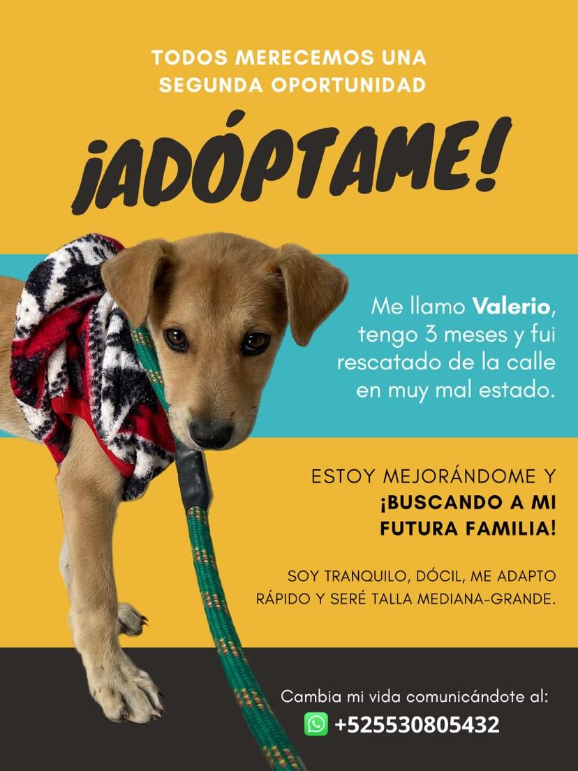 Fundación Toby tweet media