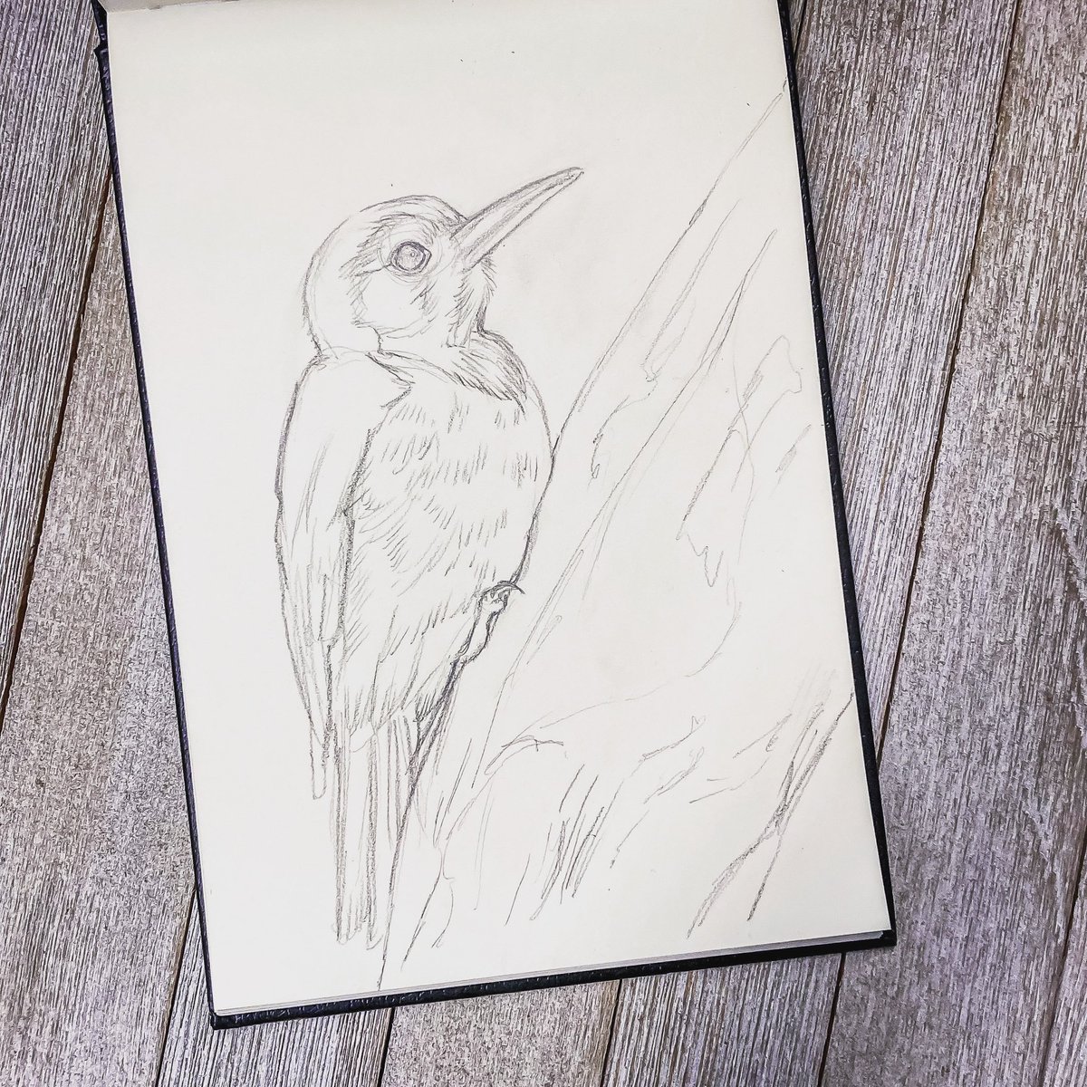 Lunch sketch today. 
.
I’m finally trying to sketch the Redheaded Woodpeckers that I have been seeing.
.
Forming the composition is always my favorite step. 
.
#redheadedwoodpecker #birdstudy #sketchbooktour #workinprogress #backyardwildlife #kywildlife #keepkywild #kyartist