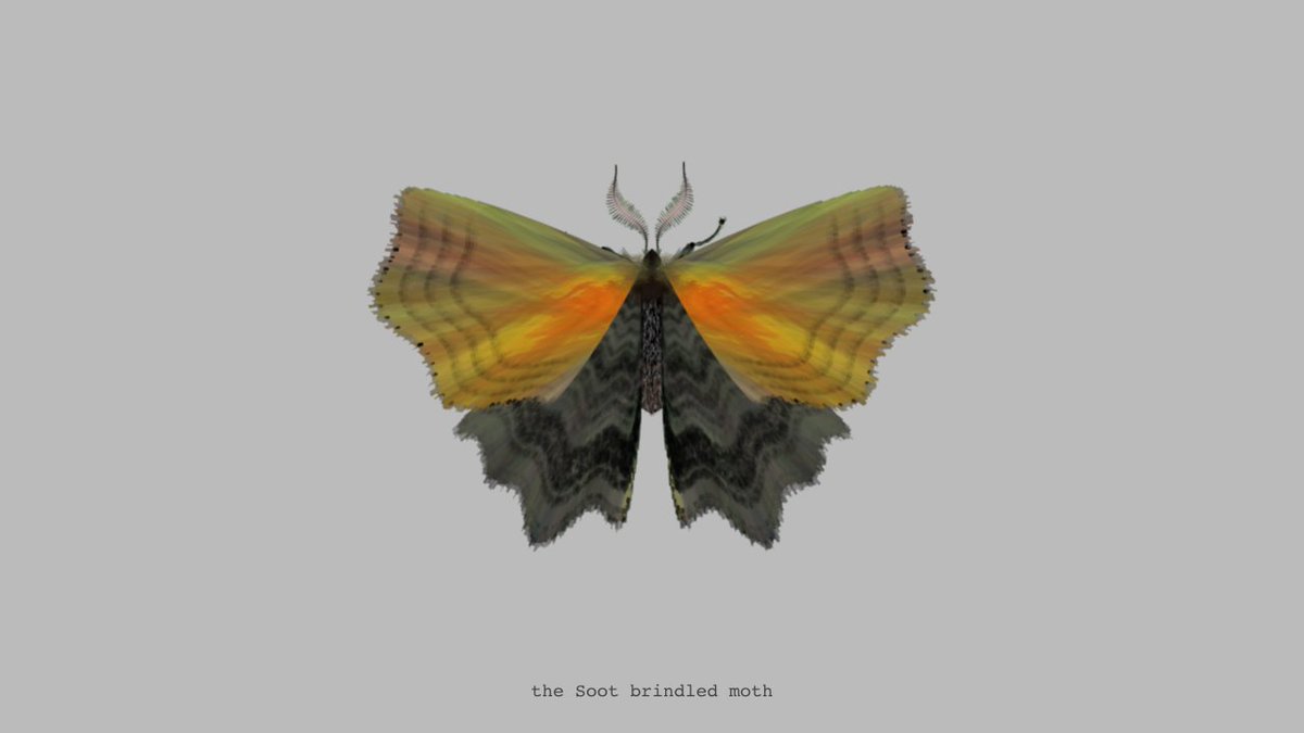 moth generator tweet media
