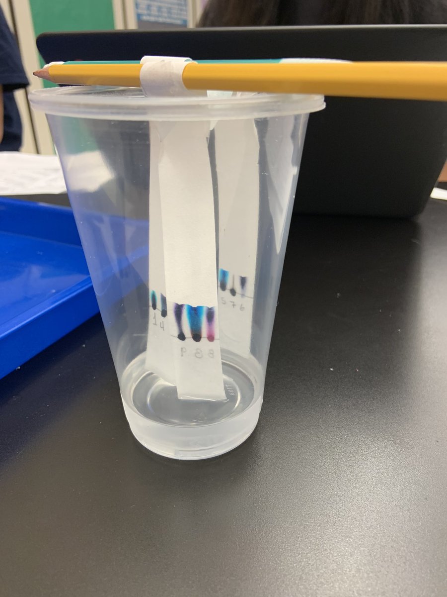 wlcjgreiner's tweet photo. Chromatography underway. Who wrote the ransom note? #WilsonISaVibe #NisdCTE https://t.co/KlvMARe6U6